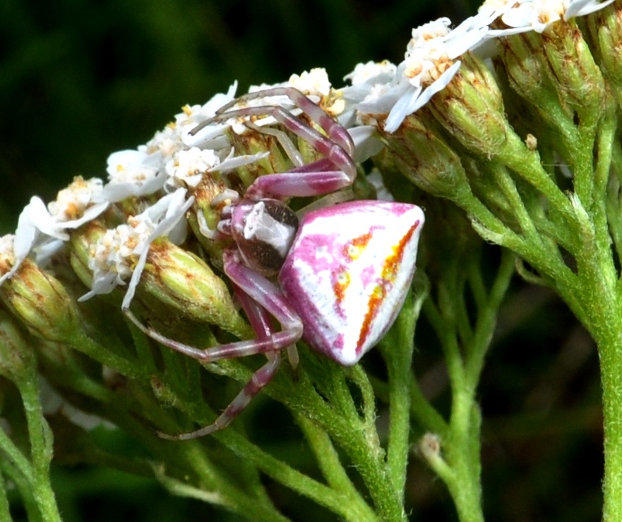 Achillea millefolium 4.jpg