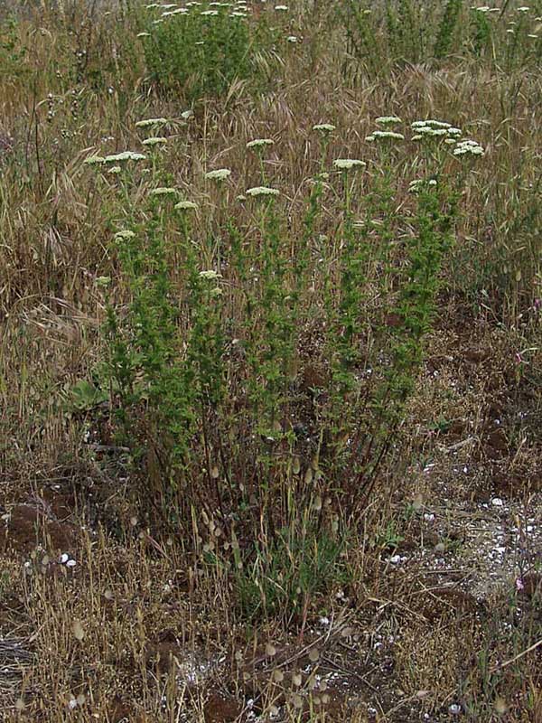 Achillea millefolium 5.jpg