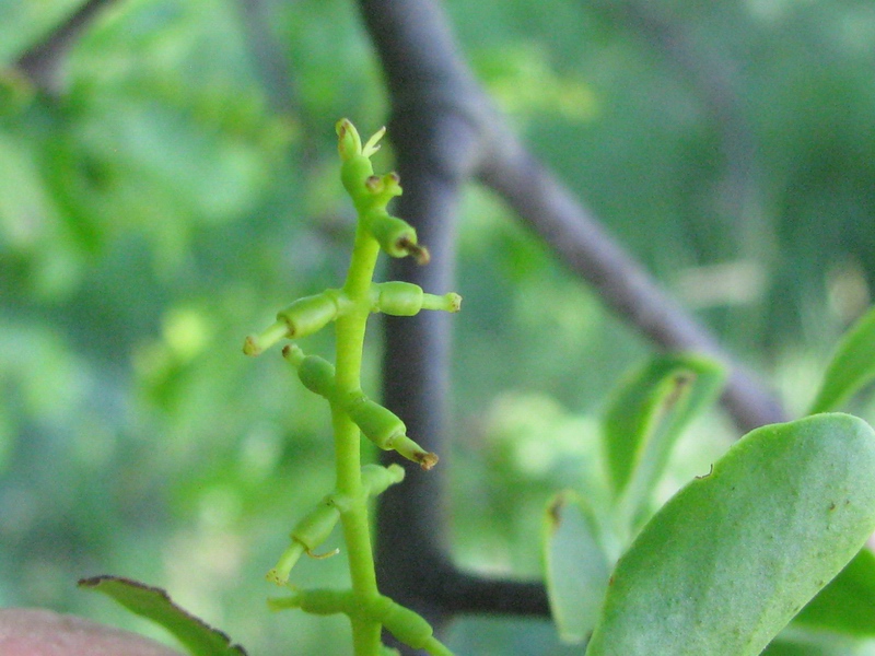 Loranthus europaeus Jacq.