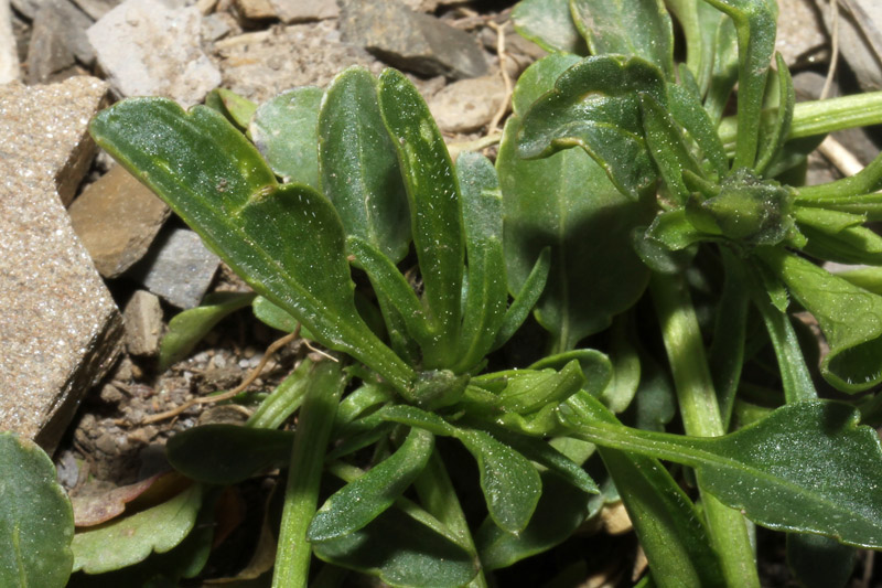 <i>Viola calcarata</i> L. subsp. <i>villarsiana</i> (Roem. & Schult.) Merxm.