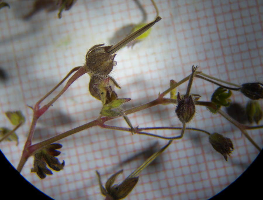 <i>Geranium pusillum</i> L.