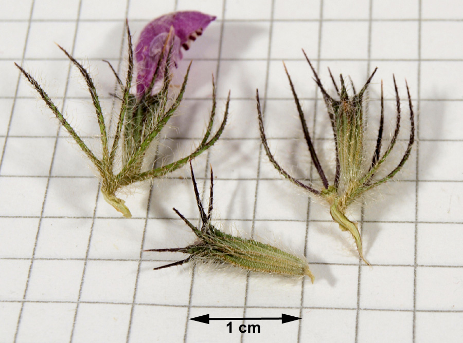<i>Phlomis herba-venti</i> L.