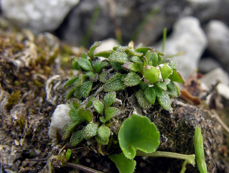 <i>Rhizobotrya alpina</i> Tausch