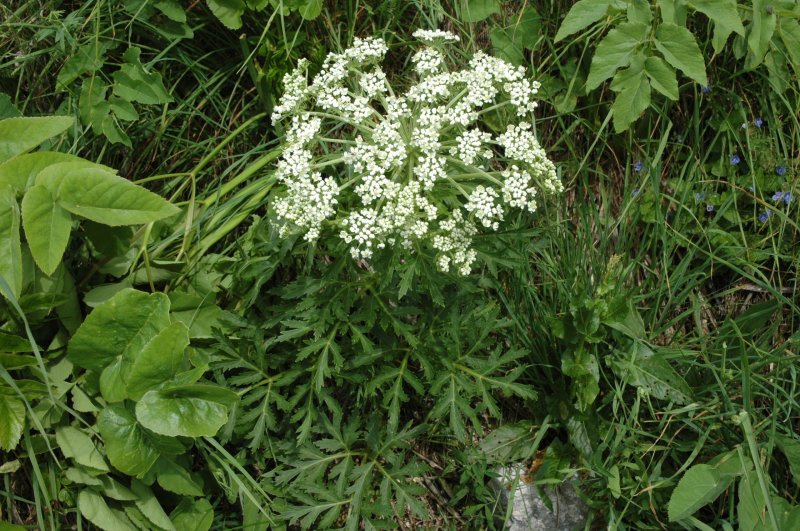 <i>Pleurospermum austriacum</i> (L.) Hoffm.