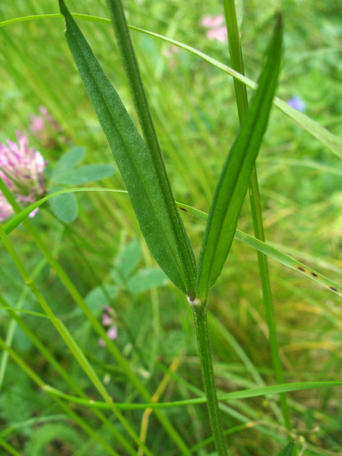 <i>Lychnis flos-cuculi</i> L. subsp. <i>flos-cuculi</i>