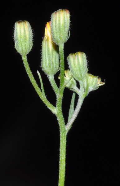 <i>Crepis capillaris</i> (L.) Wallr.