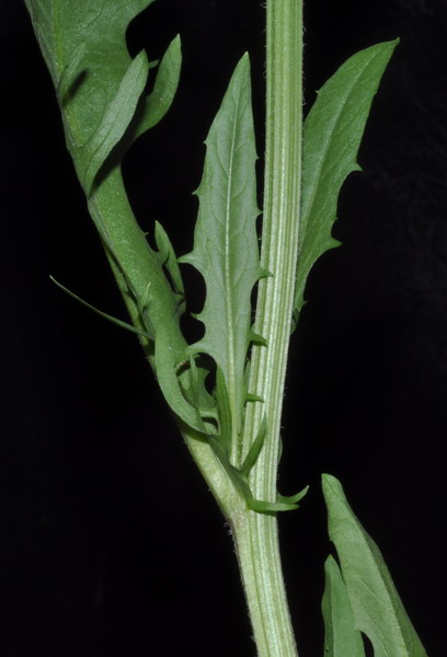 <i>Crepis capillaris</i> (L.) Wallr.