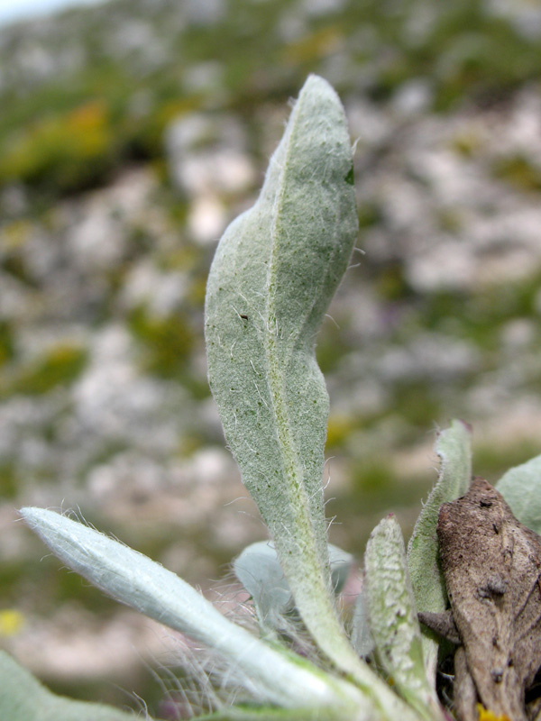 <i>Pilosella hoppeana</i> (Schult.) F.W.Schultz & Sch.Bip. subsp. <i>macrantha</i> (Ten.) S.Bräut. & Greuter