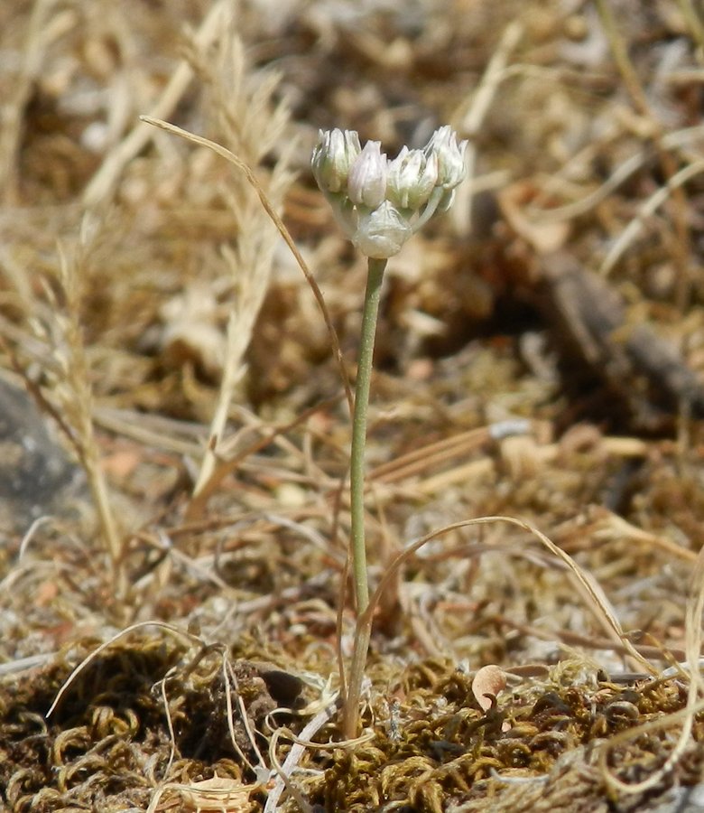 <i>Allium obtusiflorum</i> Redouté