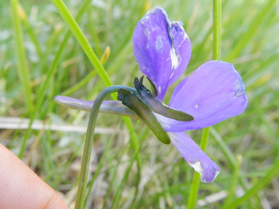 <i>Viola tineoorum</i> Erben & Raimondo