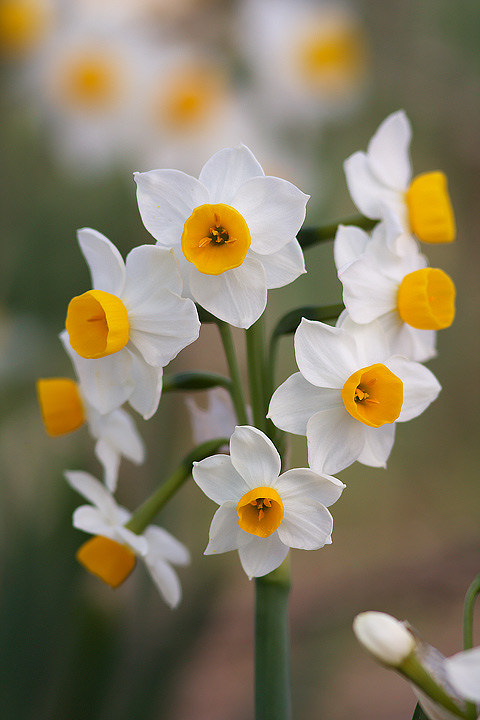 Narcissus_tazetta (2).jpg