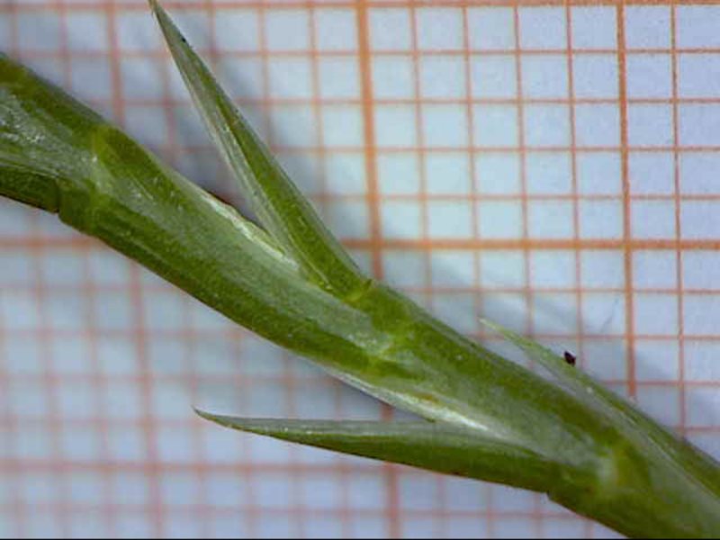 <i>Parapholis cylindrica</i> (Willd.) Romero Zarco