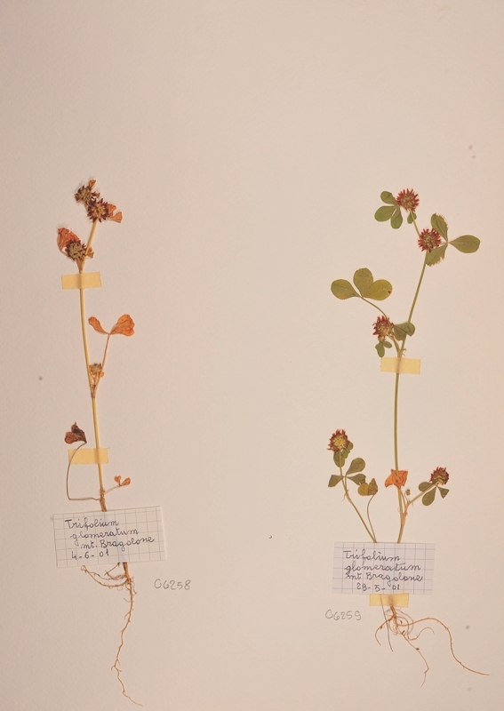<i>Trifolium glomeratum</i> L.