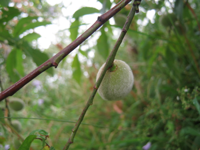 <i>Prunus persica</i> (L.) Batsch