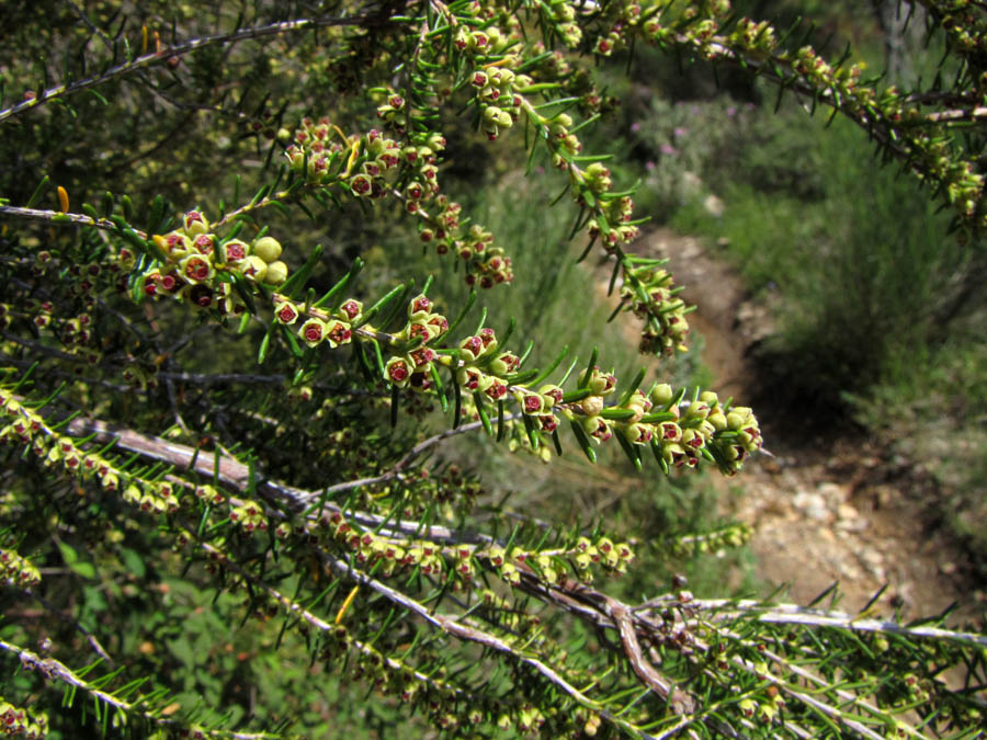 <i>Erica scoparia</i> L. subsp. <i>scoparia</i>
