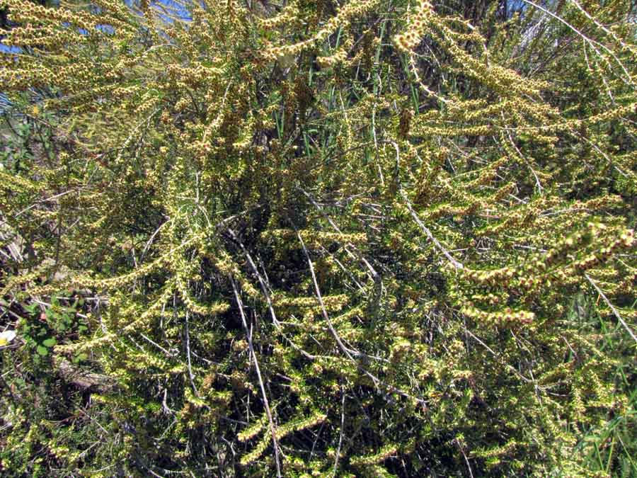 <i>Erica scoparia</i> L. subsp. <i>scoparia</i>