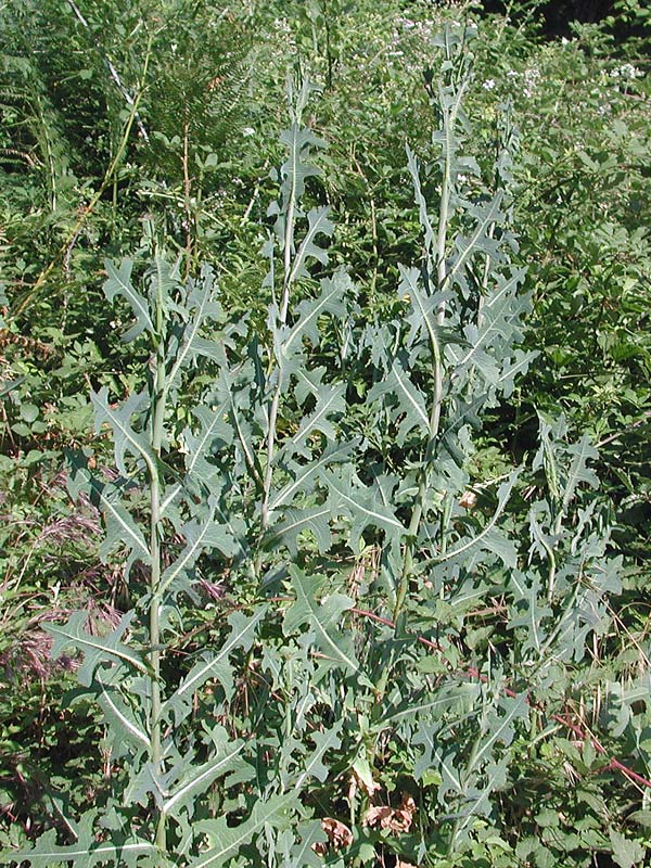 Lactuca serriola L. - Lattuga selvatica, Erba bussola - Prickly Lettuce - Laitue sauvage -Lechuga espinosa