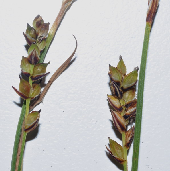 <i>Carex panicea</i> L.