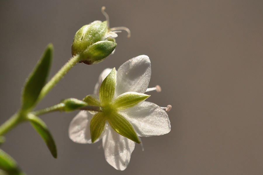 <i>Facchinia lanceolata</i> (All.) Rchb.