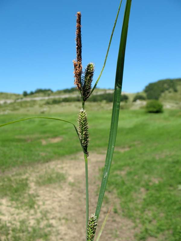 <i>Carex nigra</i> (L.) Reichard