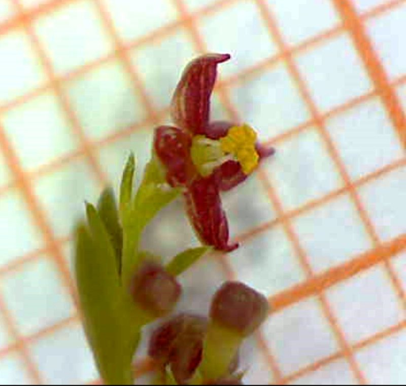 <i>Thliphthisa purpurea</i> (L.) P.Caputo & Del Guacchio subsp. <i>purpurea</i>