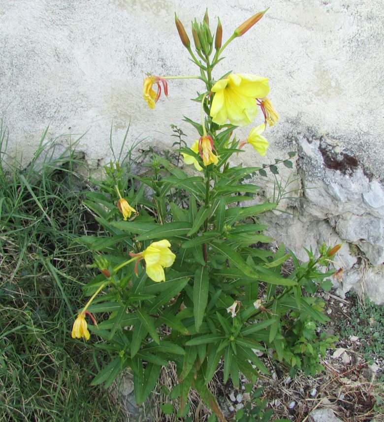 <i>Oenothera glazioviana</i> Micheli