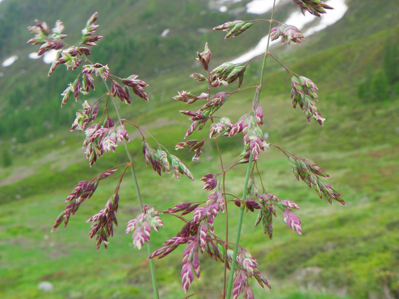 <i>Poa alpina</i> L. subsp. <i>alpina</i>