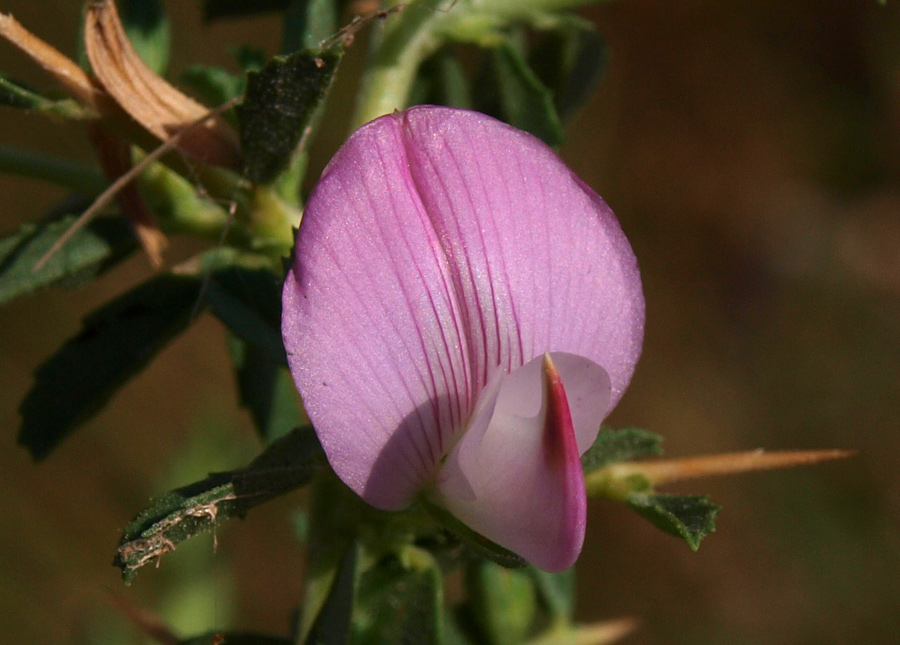 <i>Ononis spinosa</i> L.