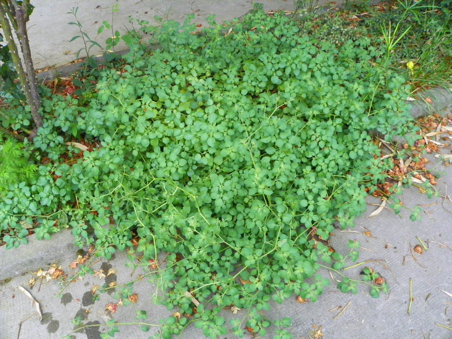 <i>Salpichroa origanifolia</i> (Lam.) Baill.
