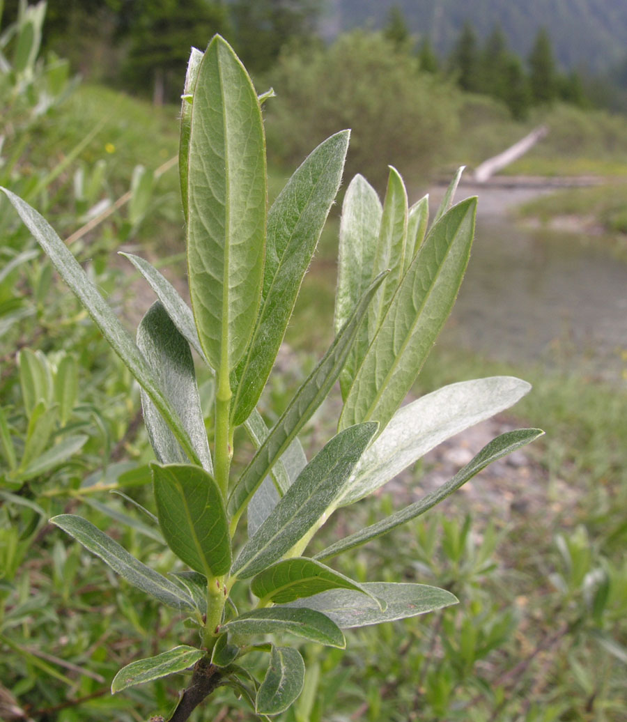 <i>Salix rosmarinifolia</i> L.