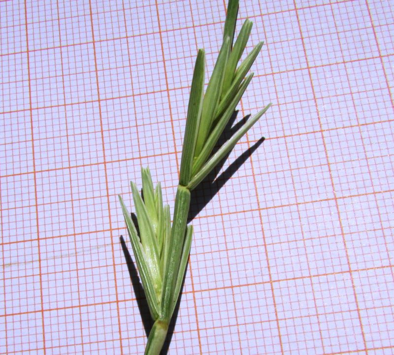 <i>Thinopyrum junceum</i> (L.) Á.Löve