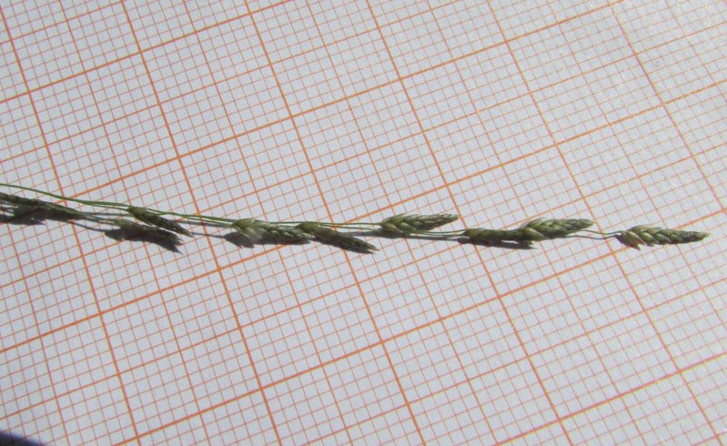<i>Eragrostis pectinacea</i> (Michx.) Nees