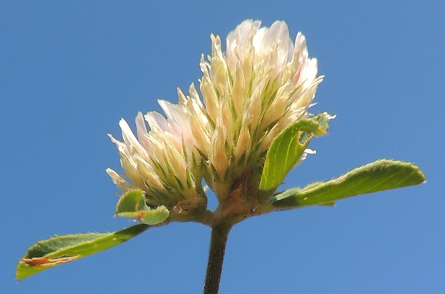 <i>Trifolium tenuifolium</i> Ten.