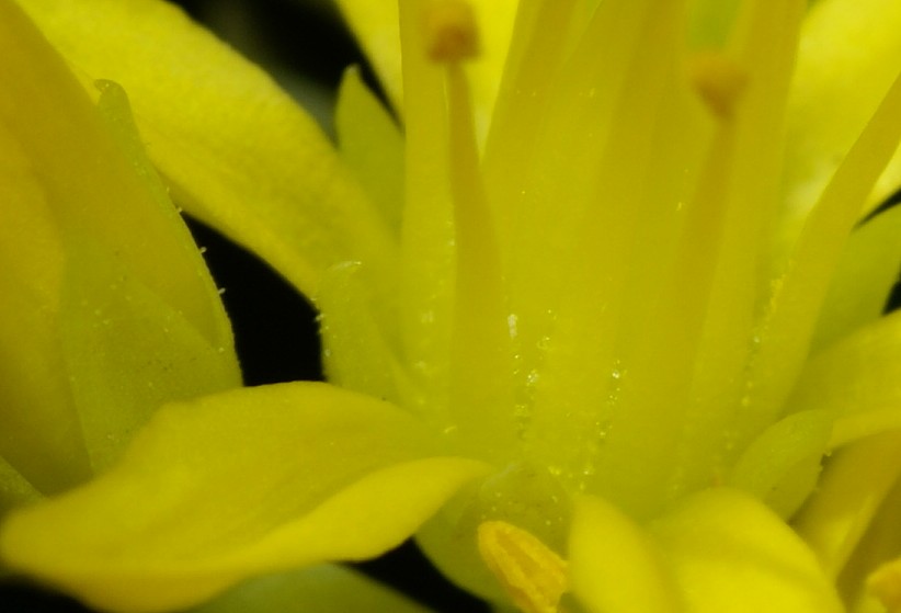 <i>Petrosedum thartii</i> (L.P.Hébert) Niederle