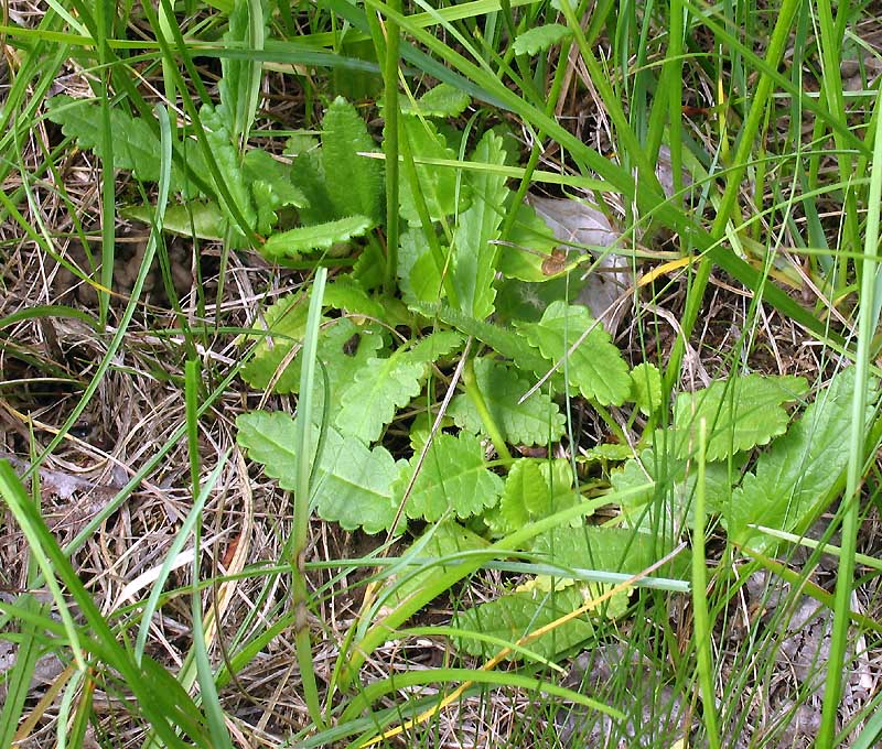 Betonica officinalis L. subsp. serotina (2).jpg