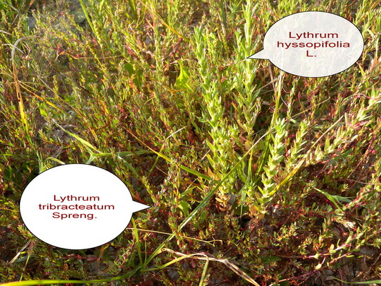 <i>Lythrum tribracteatum</i> Salzm. ex Spreng.