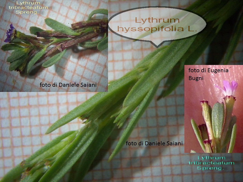 <i>Lythrum tribracteatum</i> Salzm. ex Spreng.