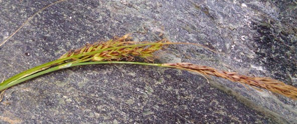 <i>Carex fimbriata</i> Schkuhr