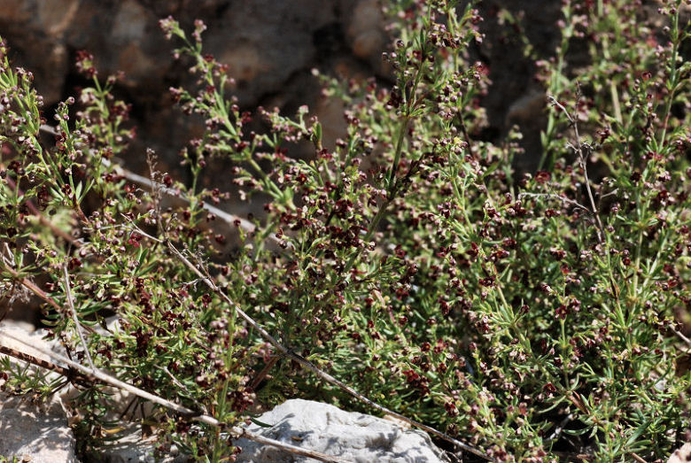<i>Thliphthisa purpurea</i> (L.) P.Caputo & Del Guacchio subsp. <i>purpurea</i>