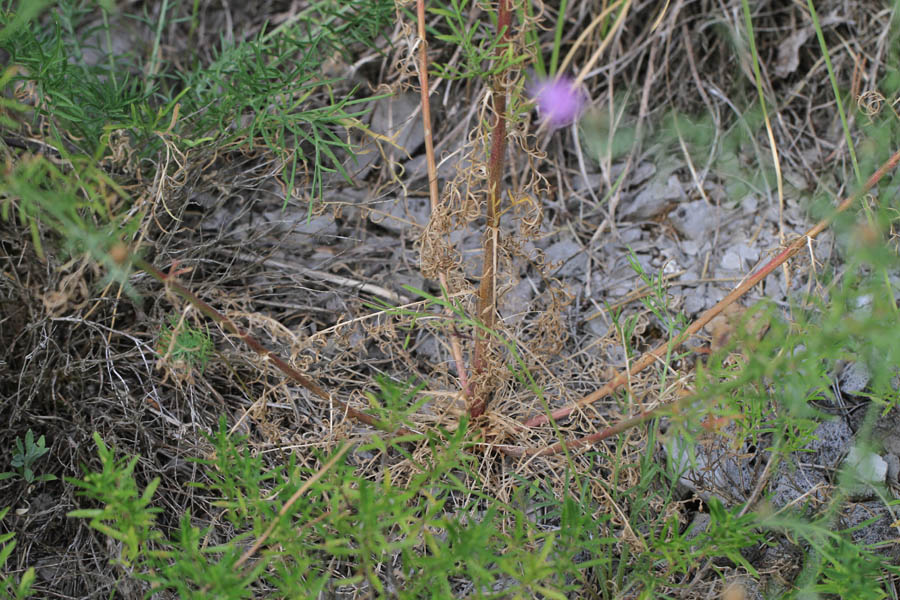 <i>Centaurea cristata</i> Bartl.