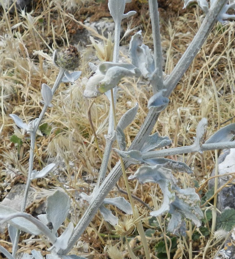 <i>Centaurea busambarensis</i> Guss.