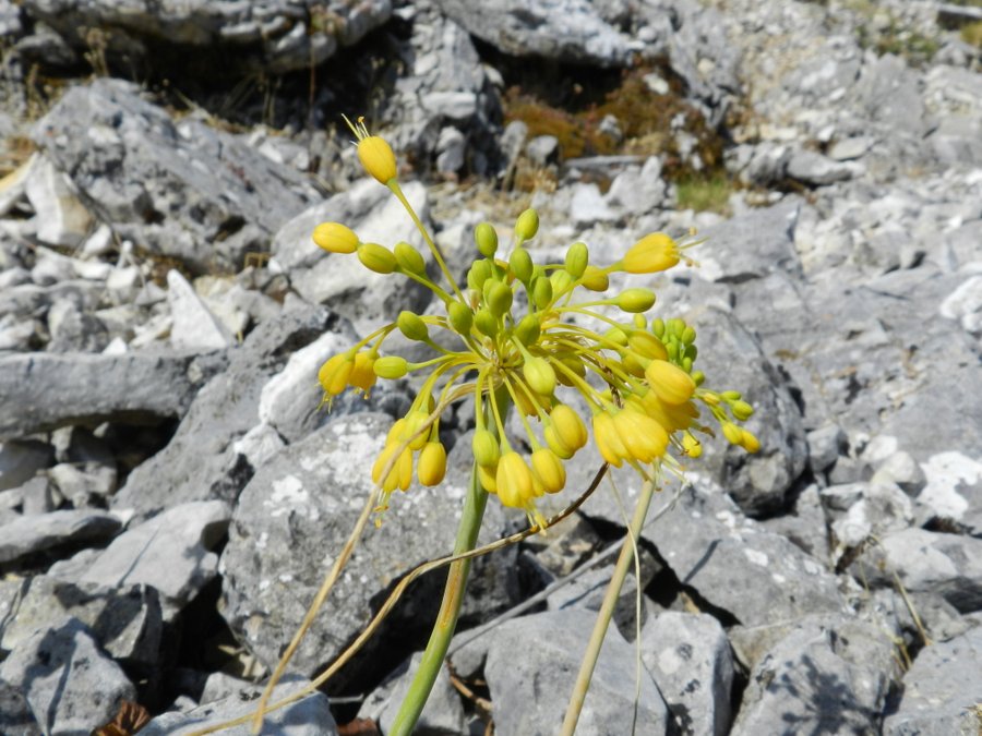<i>Allium flavum</i> L. subsp. <i>flavum</i>
