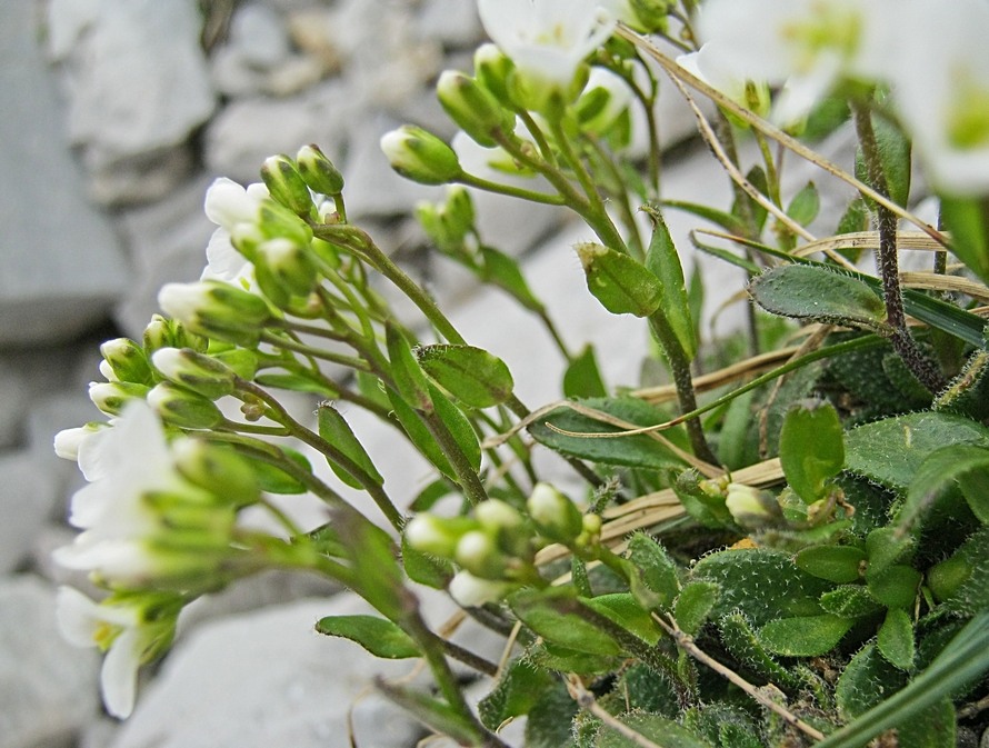 <i>Arabis bellidifolia</i> Crantz subsp. <i>stellulata</i> (Bertol.) Greuter & Burdet
