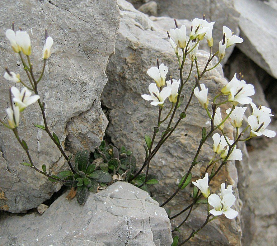 <i>Arabis bellidifolia</i> Crantz subsp. <i>stellulata</i> (Bertol.) Greuter & Burdet