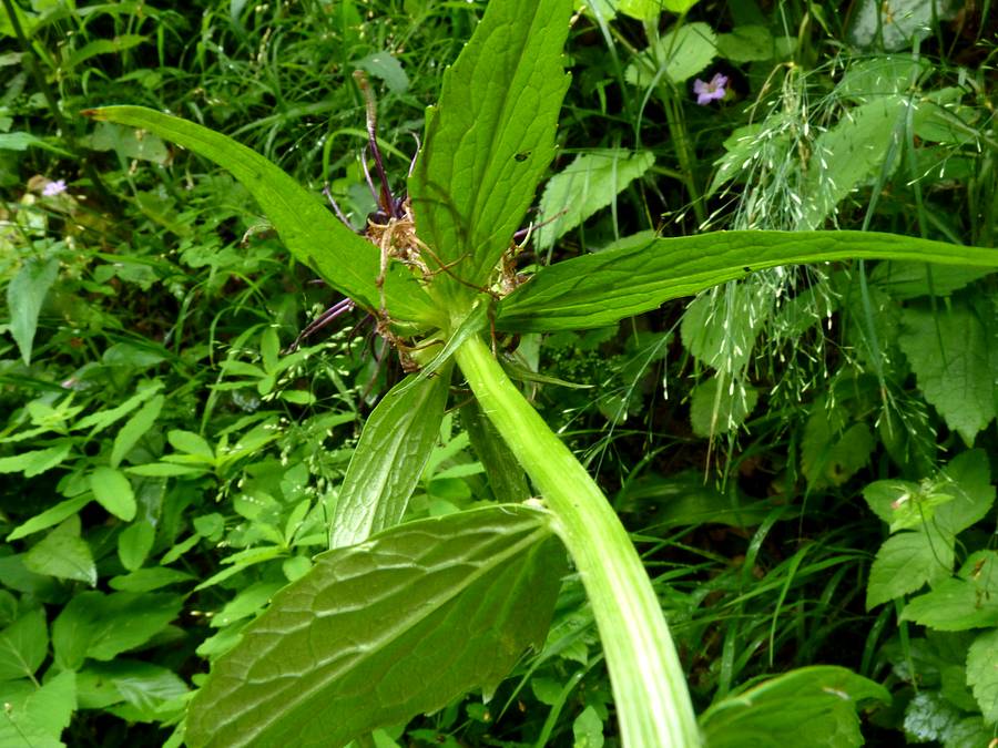 <i>Phyteuma ovatum</i> Honck.
