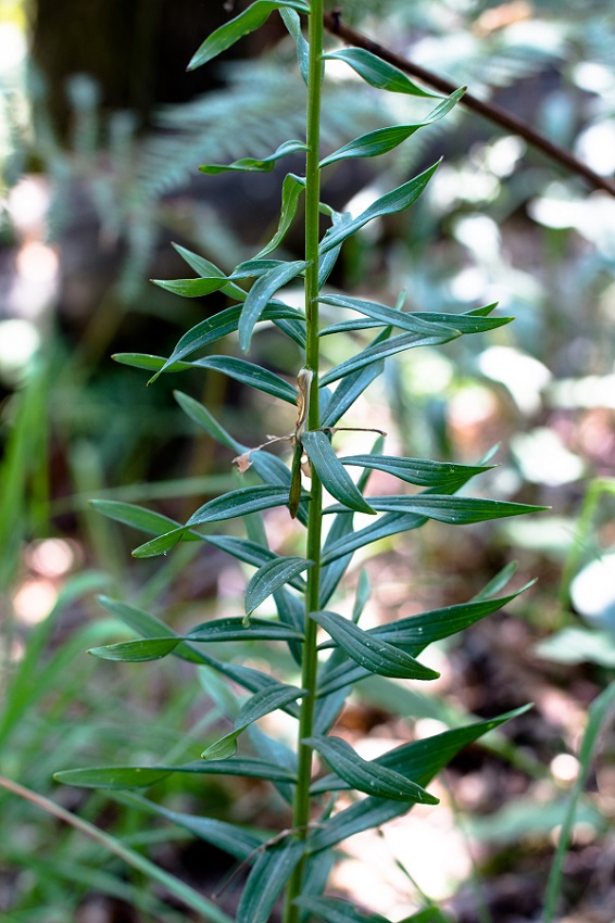 <i>Lilium bulbiferum</i> L. subsp. <i>croceum</i> (Chaix) Jan