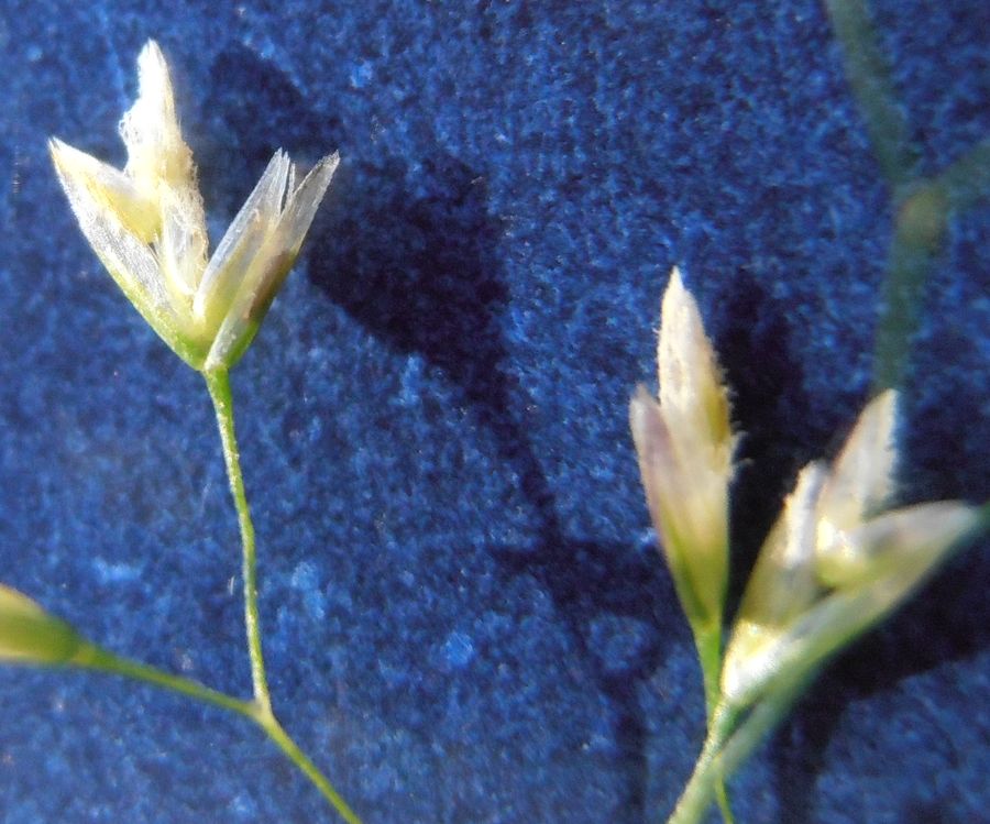 <i>Deschampsia cespitosa</i> (L.) P.Beauv. subsp. <i>parviflora</i> (Thuill.) Dumort.