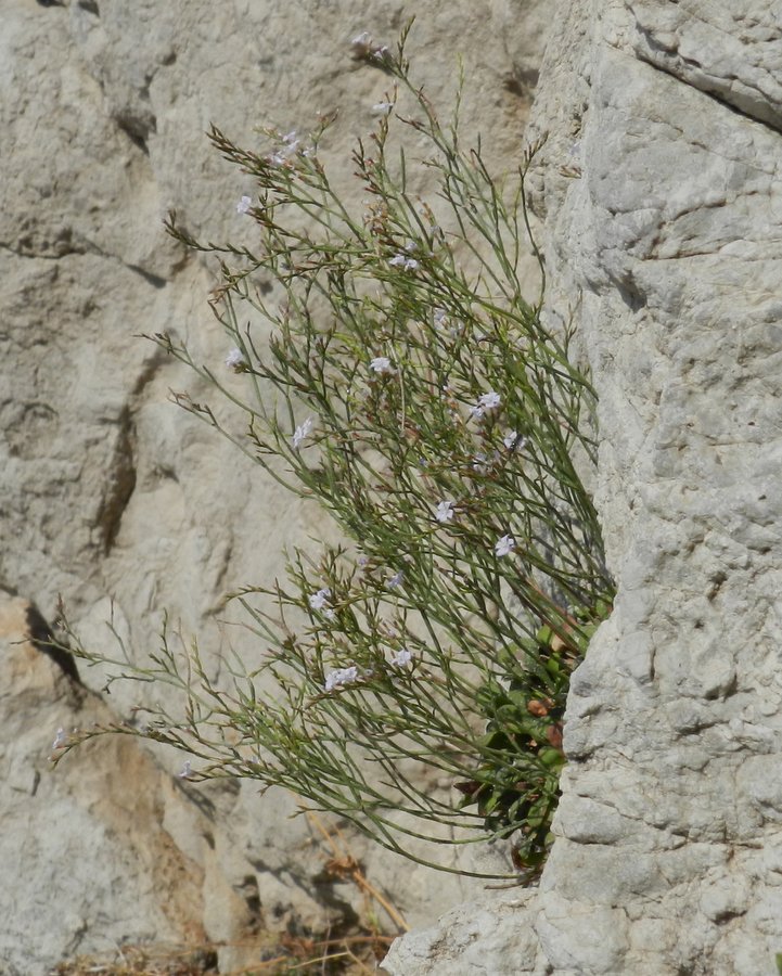 <i>Limonium panormitanum</i> (Tod.) Pignatti