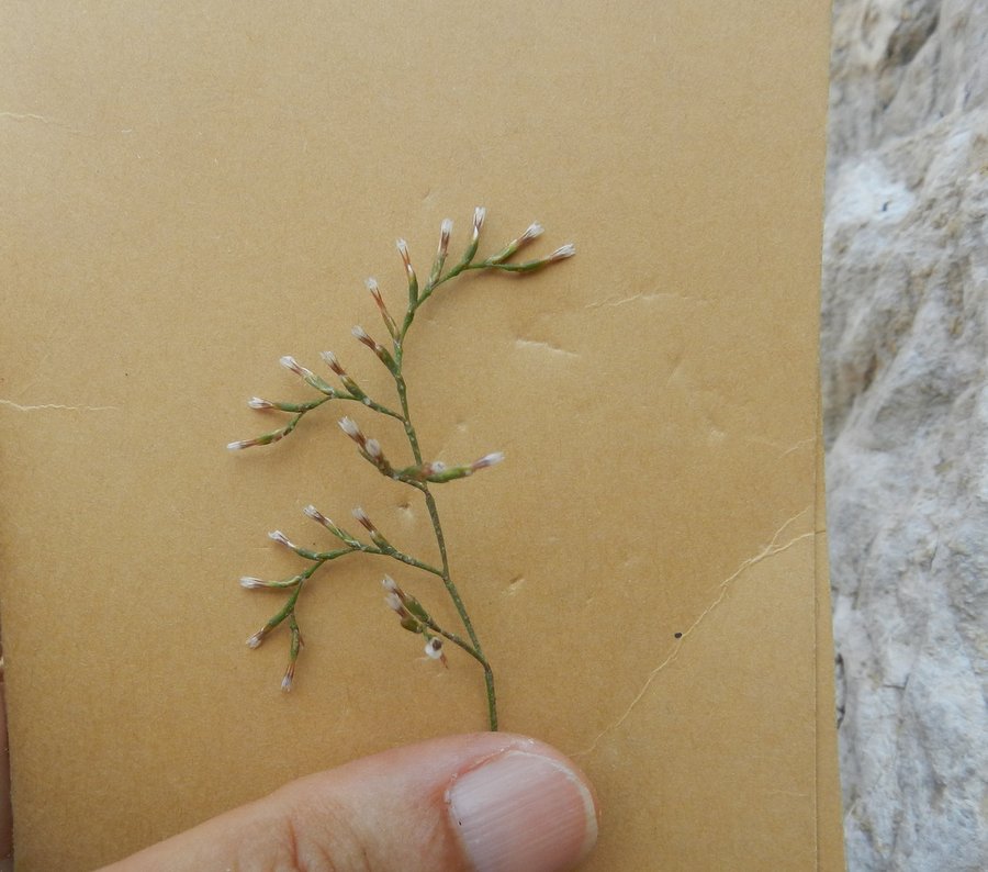 <i>Limonium panormitanum</i> (Tod.) Pignatti