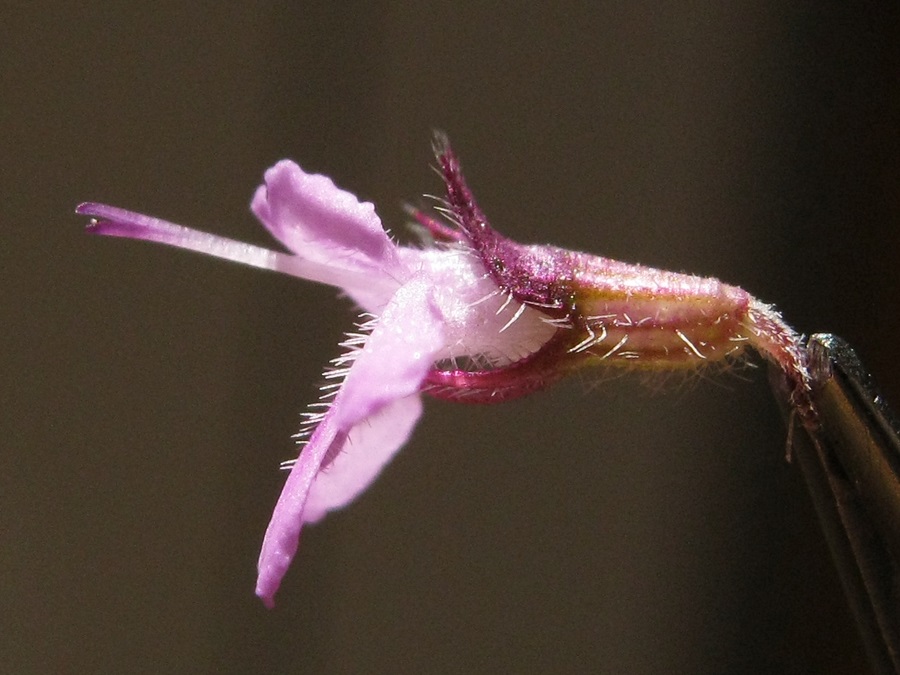 <i>Thymus oenipontanus</i> Heinr.Braun ex Borbás